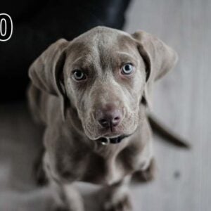 Cuadro acustico - fino 100x50x2-4cm-con foto individual tambien - 180