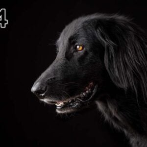 Cuadro acustico - fino 100x50x2-4cm-con foto individual tambien - 24